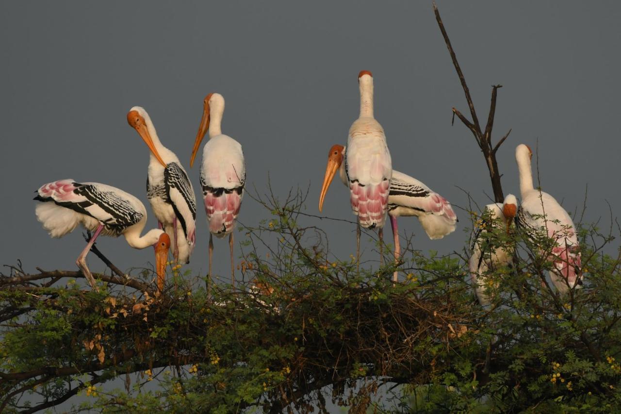 The Birder'S Inn Bharatpur Dış mekan fotoğraf