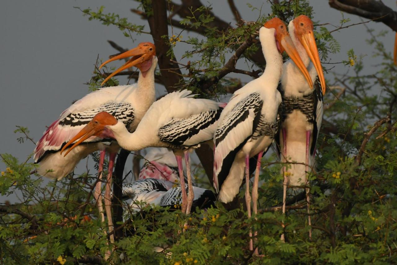 The Birder'S Inn Bharatpur Dış mekan fotoğraf
